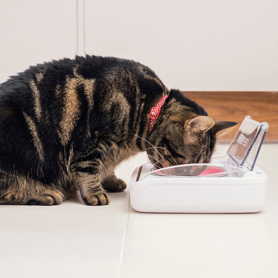 SureFeed Sealed Pet Bowl for Cats & Small Dogs