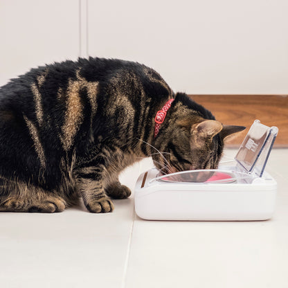 SureFeed Sealed Pet Bowl for Cats & Small Dogs